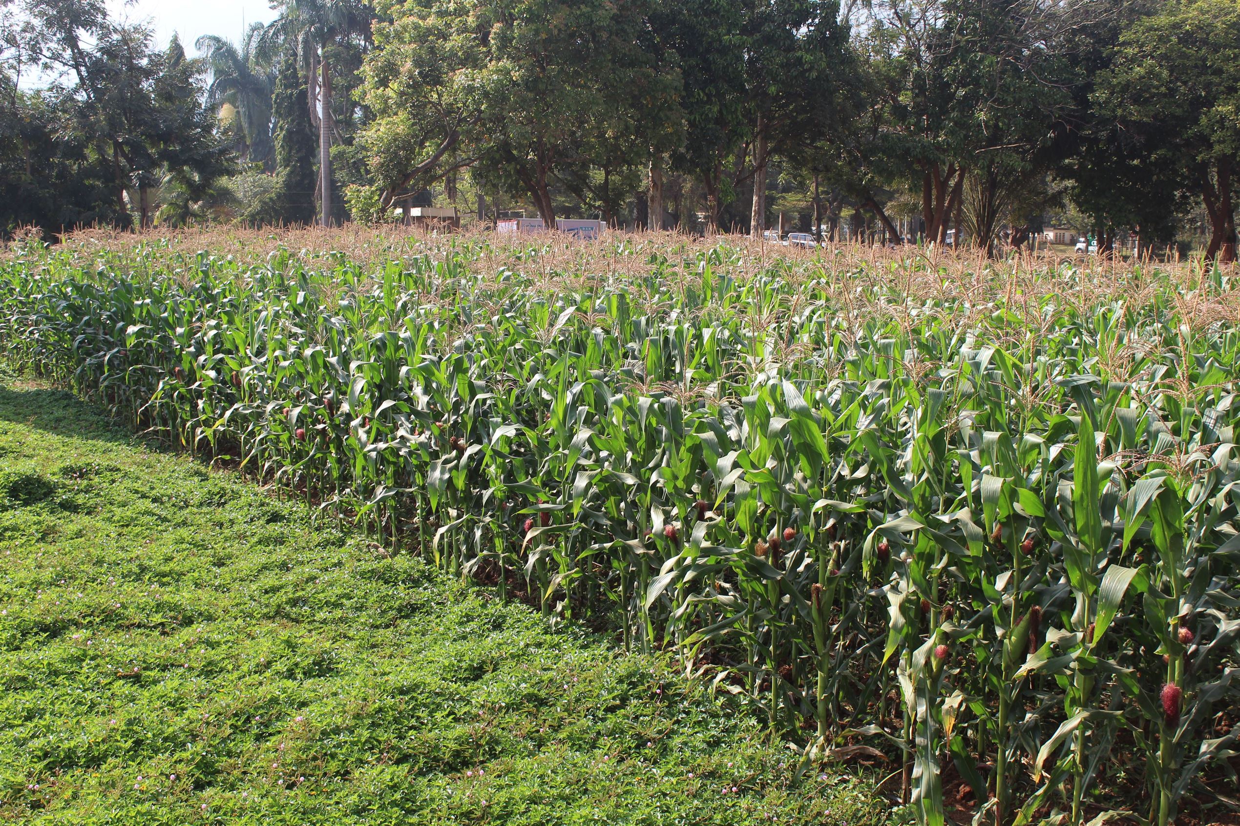 Crop Museum 5