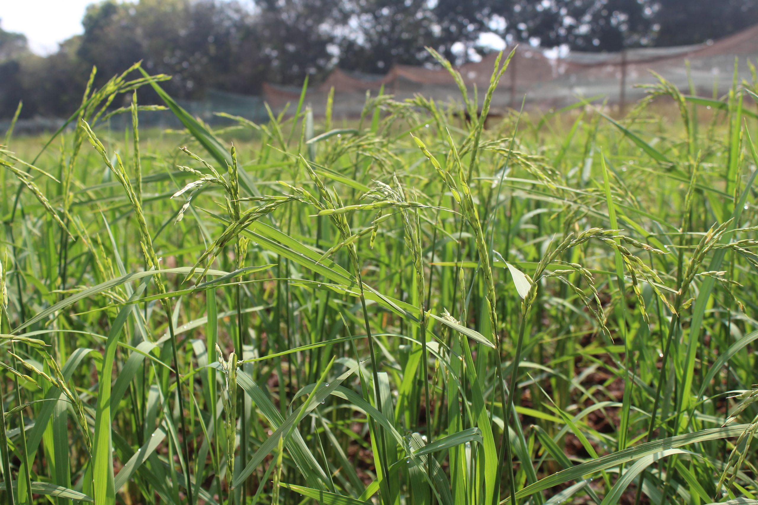 Crop Museum Millet