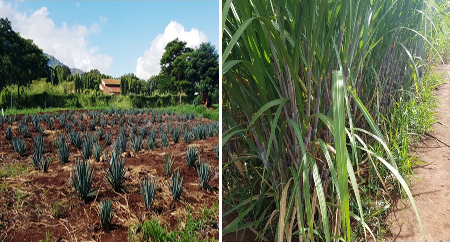 Sisal (right) and sugarcane(right)